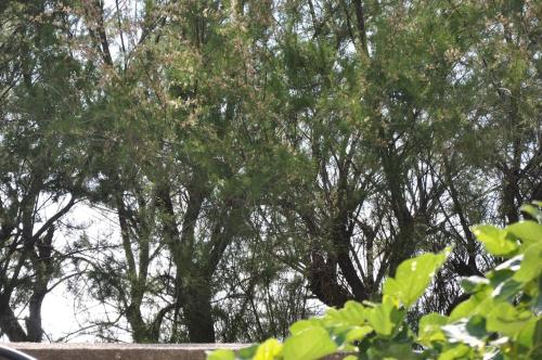 a group of trees with green leaves in the background at Incatevole sul mare in Belmonte Calabro