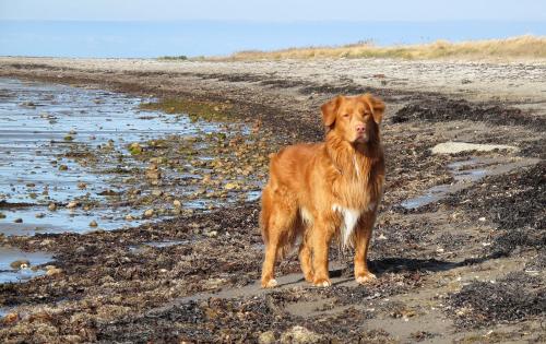 a brown dog is standing on a beach at Ostscheune am Mühlendamm in Steinbergkirche