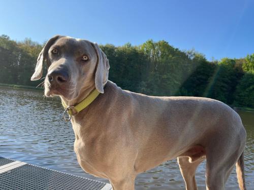 a brown dog standing on a dock near water at Tawerna Pod Kotwicą pokoje i domy wakacyjne in Kadłub Wolny