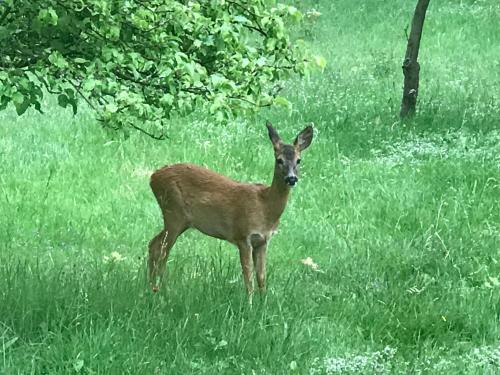 a deer standing in a field of grass at Blockhaus Falkenstein in Grünbach