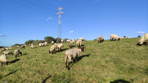a herd of sheep grazing on a grassy field at Ferienhaus "Zur Mühle" in Westoverledingen