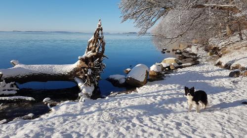 a dog standing in the snow next to a body of water at KüstenKind in Lauterbach
