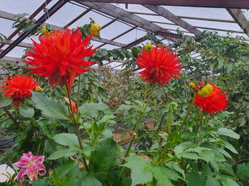 a group of red flowers in a greenhouse at Svansholl Apartments in Laugarholl