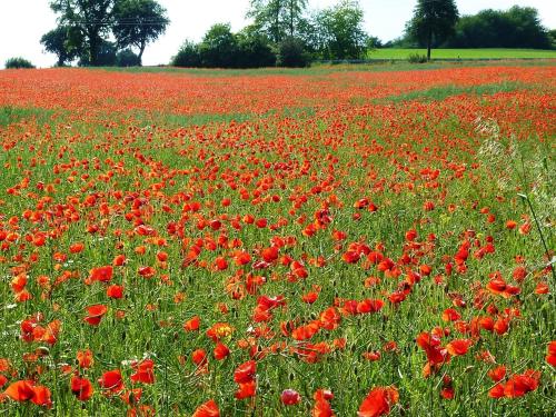 a field of red poppies in a field at Ferienhaus &#039Freund am See&#039 1 in Heimbach