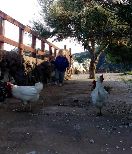 a little girl standing behind a fence with chickens at Agriturismo Codula Fuili in Cala Gonone