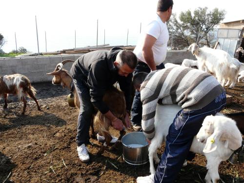a group of people standing around a group of goats at Agriturismo Codula Fuili in Cala Gonone