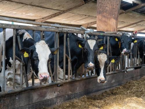 Afbeelding uit fotogalerij van De Kolonie in Balkbrug