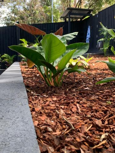 a plant in a garden next to a sidewalk at Jezabel's Retreat Jervis Bay in Vincentia