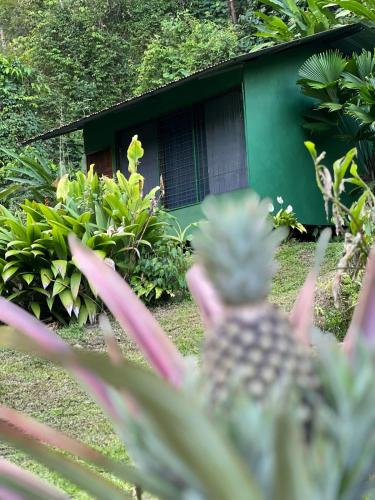 Gallery image of Río Verde Ecolodge in Puerto Jiménez