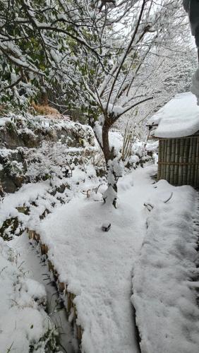 a snow covered path with a tree and a house at 民宿SAZANAMi in Hagi