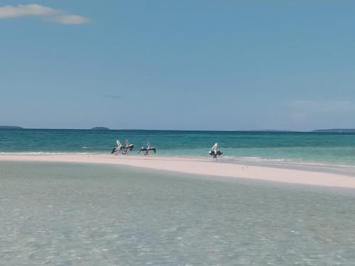 a group of birds walking on the beach at Amaro Homestay in Nuhu Tawun