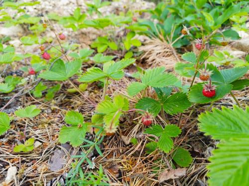a bunch of green plants with red berries on them at Metsamarja in Rässa