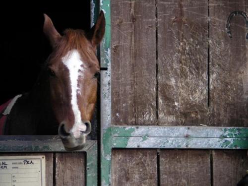 a horse sticking its head out of a stable at Palazzo De Michele in Raiano