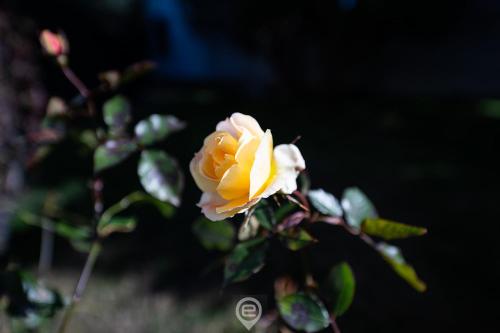 a yellow rose is growing on a plant at Biora Hospitality in Serri