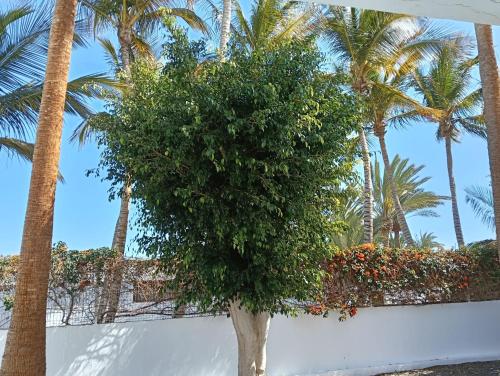 a tree in front of a white wall with palm trees at Appartamento Las Palmas in Tarajalejo