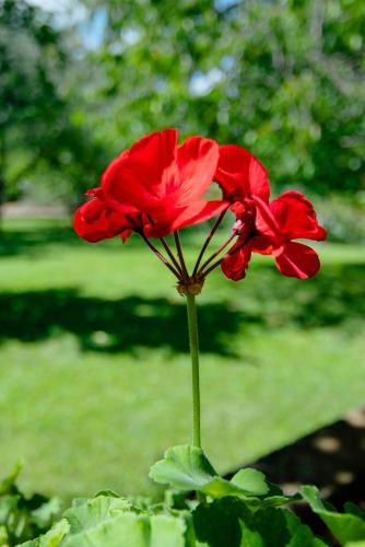 two red flowers are growing in a garden at Pension Silvia in Međugorje
