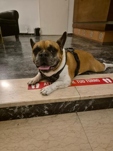 a brown and white dog laying on a counter at Hotel Helvetia in Grado