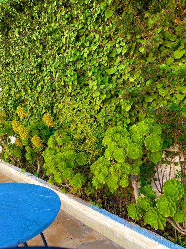 a green hedge with a blue table in front of it at Hôtel Khalwa in Jenane Sidi Amer