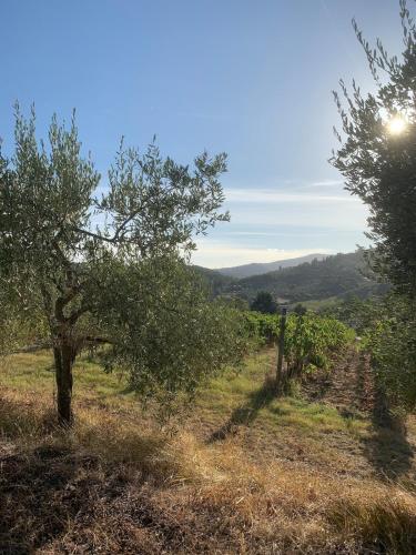 a vineyard with trees and a view of a mountain at Apartment in villa Il Castellaccio in Poggio a Caiano