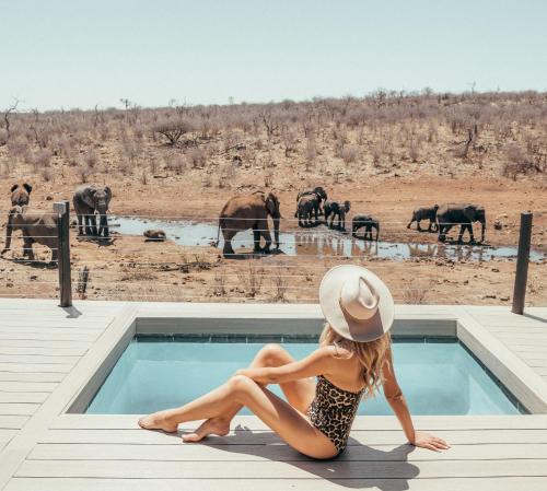 a woman sitting next to a swimming pool with a herd of elephants at The Royal Madikwe Luxury Safari Lodge in Madikwe Game Reserve