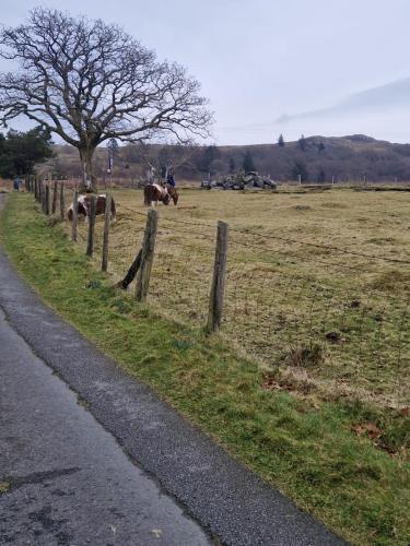 a fence on the side of a field with horses at Misty Mountain Log Cabin - Trawsfynydd in Trawsfynydd