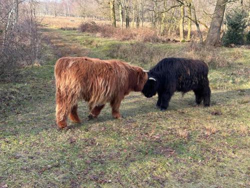Thuisje van Hout, tiny house in Drentse natuur