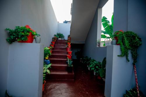 a stairway with a bunch of potted plants at New Star House in Arusha