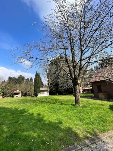 a tree in a field of green grass at De Reinakker Bungalow in Sint-Gillis-Waas