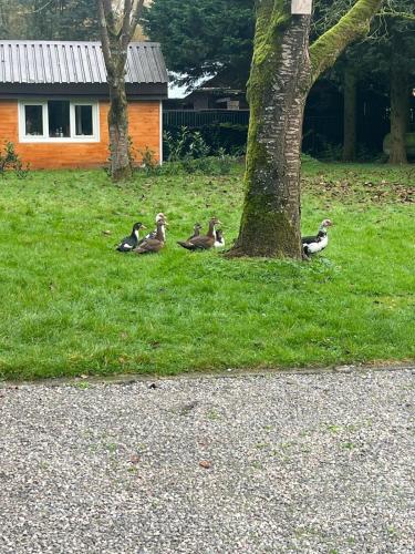 a group of ducks sitting in the grass next to a tree at De Reinakker Bungalow in Sint-Gillis-Waas