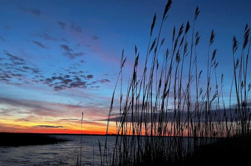 a sunset over a body of water with tall grass at 5 Sterne Ferienhaus Ostseetraum - 50m zum Strand - Ladestation für E-Auto in Fuhlendorf