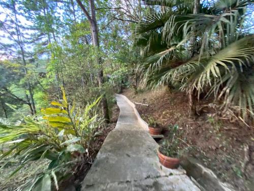 a path in the middle of a forest with plants at Naturaleza, Flora y Fauna in Los Altos de Cerro Azul