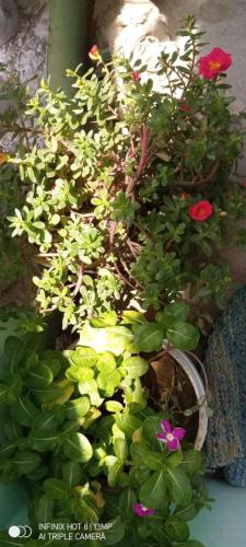 a group of plants with flowers in a pot at Hotel Ma Parvati Residency in Chitrakoot