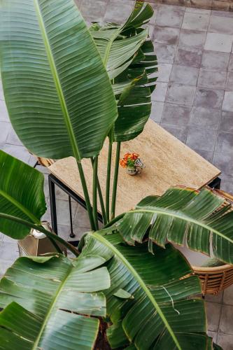 a group of green plants sitting next to a table at Riad Villa Wengé & Spa in Marrakech