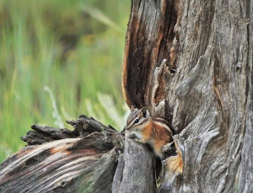 a bird is sitting on the side of a tree at Unique Historic Mountain Cabin In Beautiful Como in Como
