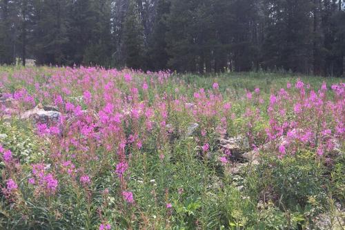 a field full of pink flowers in a field at Unique Historic Mountain Cabin In Beautiful Como in Como