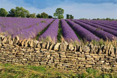 a field of purple flowers next to a stone wall at Bay House in Broadway
