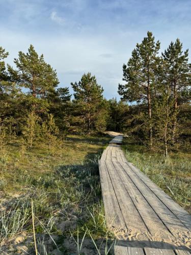 a wooden path in a field with trees at PAUS puhkemaja in Põõsaspea