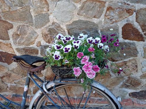 a bicycle with a basket full of flowers at Domaine des Ecoliers - Appartement 123 soleil - Parking in Montaigu-Vendée