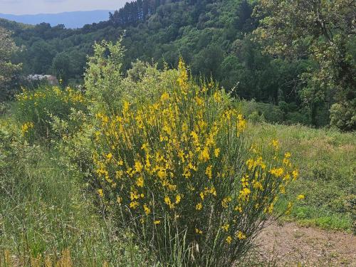 a bush with yellow flowers in a field at Masia Cal Fuster in Joanet