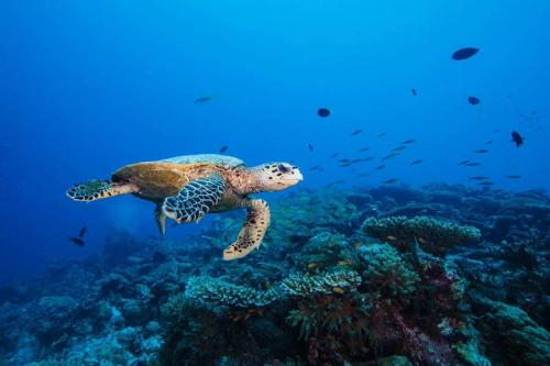 a green turtle swimming over a coral reef at PRIV Fodhdhoo in Fodhdhoo