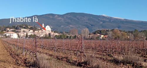Un campo de viñas con un pueblo al fondo en Studio tout confort en Provence Mont Ventoux., en Bédoin