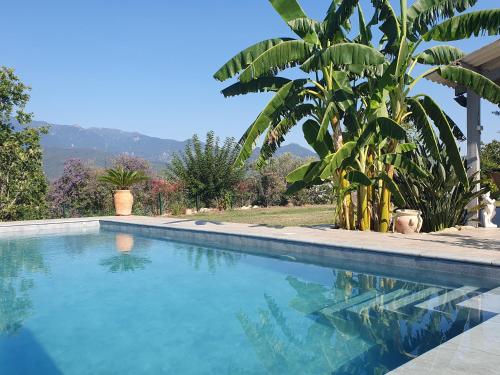 une piscine avec un palmier et des montagnes en arrière-plan dans l'établissement Casa Di Nonna, à Ghisonaccia