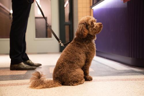 a brown dog is sitting on a leash at The Rebyl, Nijmegen, a Tribute Portfolio Hotel in Nijmegen