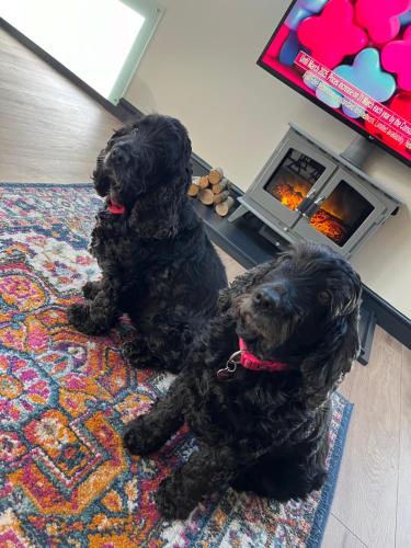 two black dogs are sitting on a rug at Converted Welsh Sunday School with Sea View & Garden on Anglesey - Dog Friendly in Amlwch