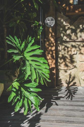 a green plant sitting next to a wooden walkway at Villa Pietra Estoril Eco Guesthouse in Estoril