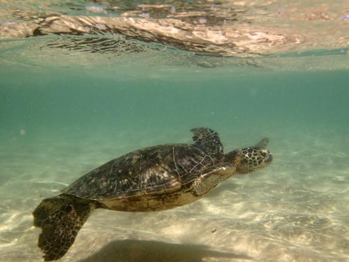 a green sea turtle swimming in the water at (P17D) Hale Blue Hawaii 1Br with Loft, Puamana, Pool, Wifi in Princeville