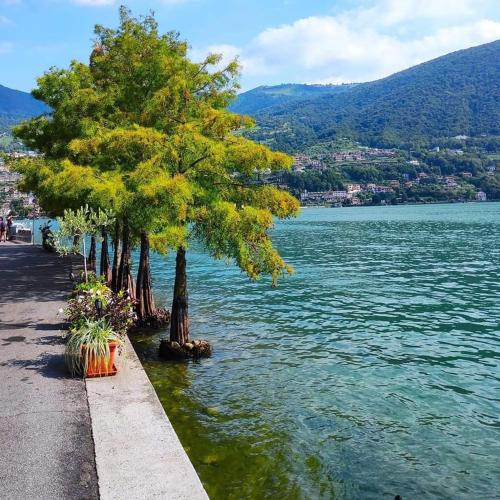 a row of trees next to a body of water at Home La Torre next the station in Chiari