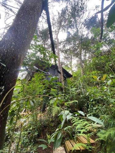 a house in the middle of a forest at Luxury Cabin in the Forest in El Retiro