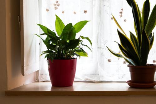 two potted plants sitting on a window sill at Dimora Indie in Pinerolo