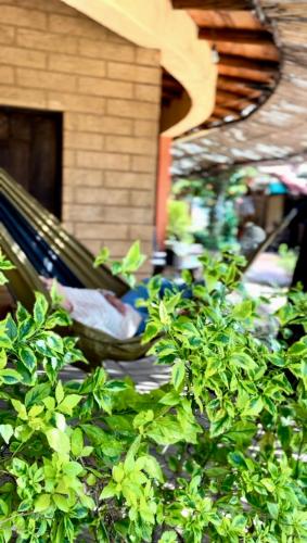 a hammock in a garden with green plants at Hotel SPA Campestre Los Adobes in Taxco de Alarcón